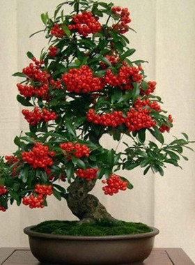 花卉绿植盆栽带果树桩包邮