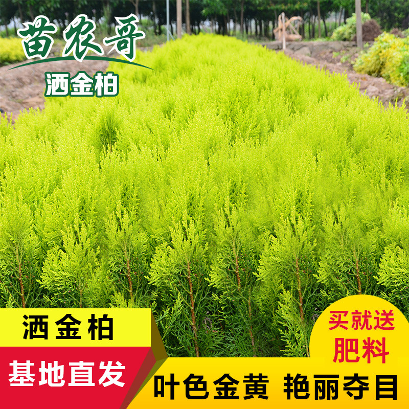 扁柏 洒金柏绿化树苗 庭院四季常青绿植苗木 花园植物景观树