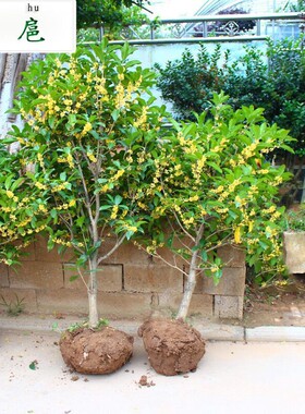 四季桂花盆栽植物 原生实生桂花树苗盆栽四季桂金桂浓香型红色桂
