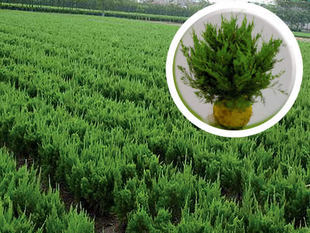 苗圃 花卉苗木高档绿化苗 龙柏小苗龙柏球庭院植物 四季常青