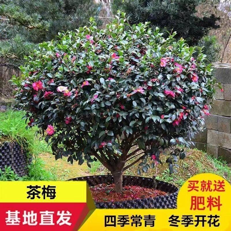 茶梅球形四季树苗花苞茶花四季常青梅花盆景花卉耐寒植物庭院室外