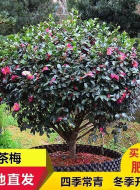 茶梅球形四季树苗花苞茶花四季常青梅花盆景花卉耐寒植物庭院室外