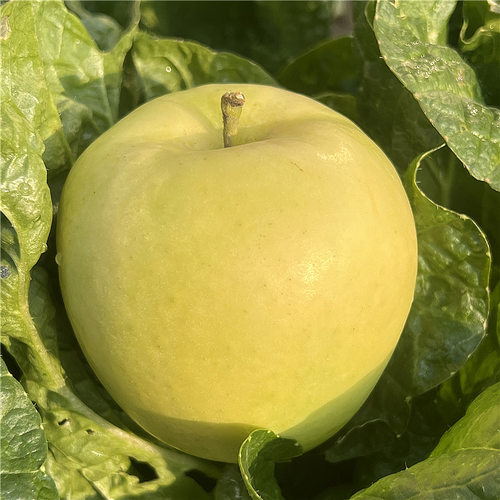 瑞雪苹果新品种酥脆多汁