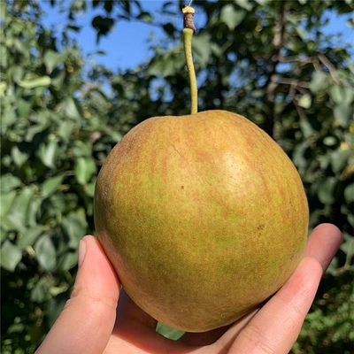 山西玉露香梨清甜水分大