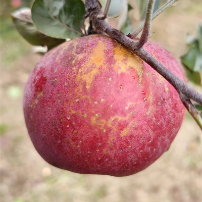 盐源丑苹果超脆甜浓郁一丝酸味