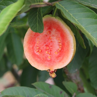 福建稀少品种高山红颜芭乐酸甜可口粉红心甜度高外皮带红点