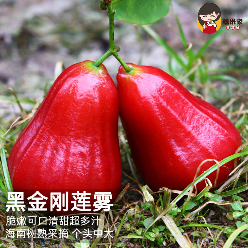 现摘黑金刚莲雾 果肉肥厚口感鲜甜脆爽多汁顺丰空运 24小时坏拍照,水产肉类/新鲜蔬果/熟食,莲雾,淘宝优惠券,粉丝福利购,淘宝优惠卷