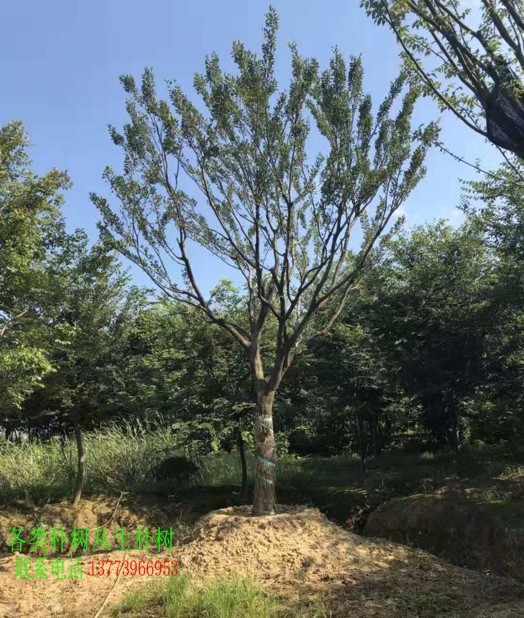 绿化工程苗木 朴树苗,丛生朴树 朴树小苗 朴榆 沙朴苗 朴树树苗