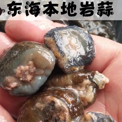 福建霞浦东海纯野生岩蒜 海鲜水产 礁石缝里现挖的 500g 生鲜鲜活