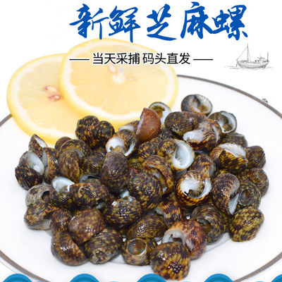 福建霞浦特产海芝麻螺东海香波螺新鲜活水产海鲜小吃香螺顺丰包邮
