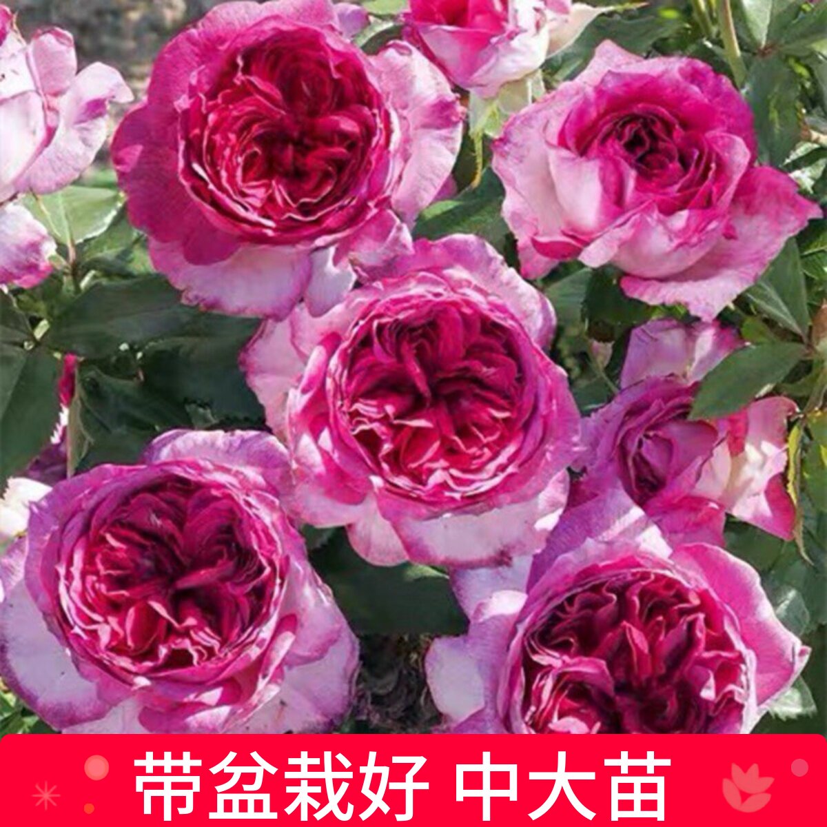 维特园艺多季开花多年生好养月季