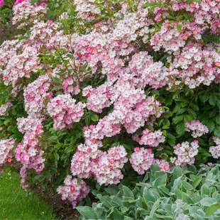 杂交麝香单瓣月季花苗芭蕾舞女少女多季多头集群开花变色粉色瀑布