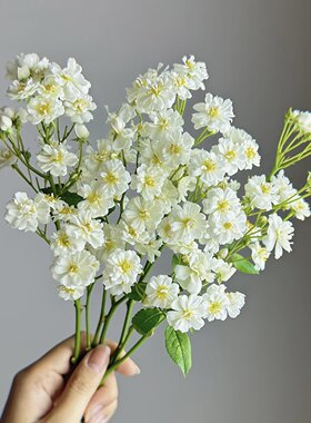 微月白莲花超微月季勤开灌木