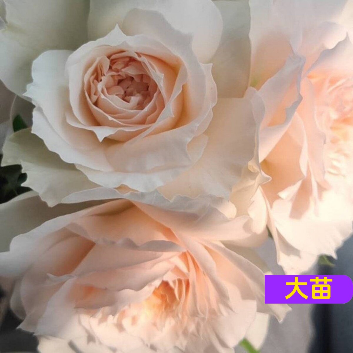 维特园艺多季开花多年生好养月季