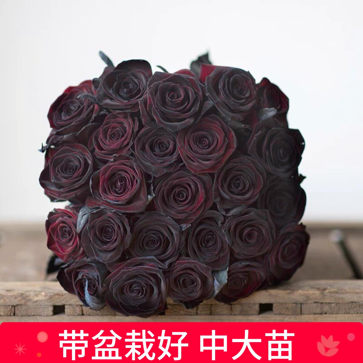 维特园艺多季开花多年生好养月季