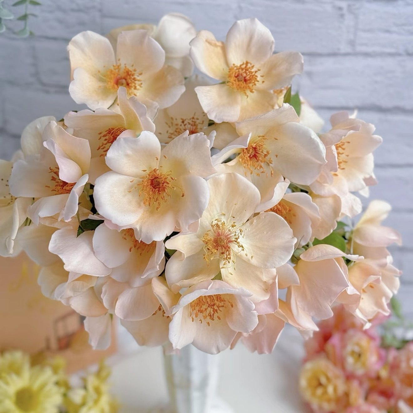 奥克利太太月季 花色渐变 花量大 抗病适合阳台盆栽勤花玫瑰花,鲜花速递/花卉仿真/绿植园艺,月季/蔷薇/玫瑰,淘宝优惠券,粉丝福利购,淘宝优惠卷