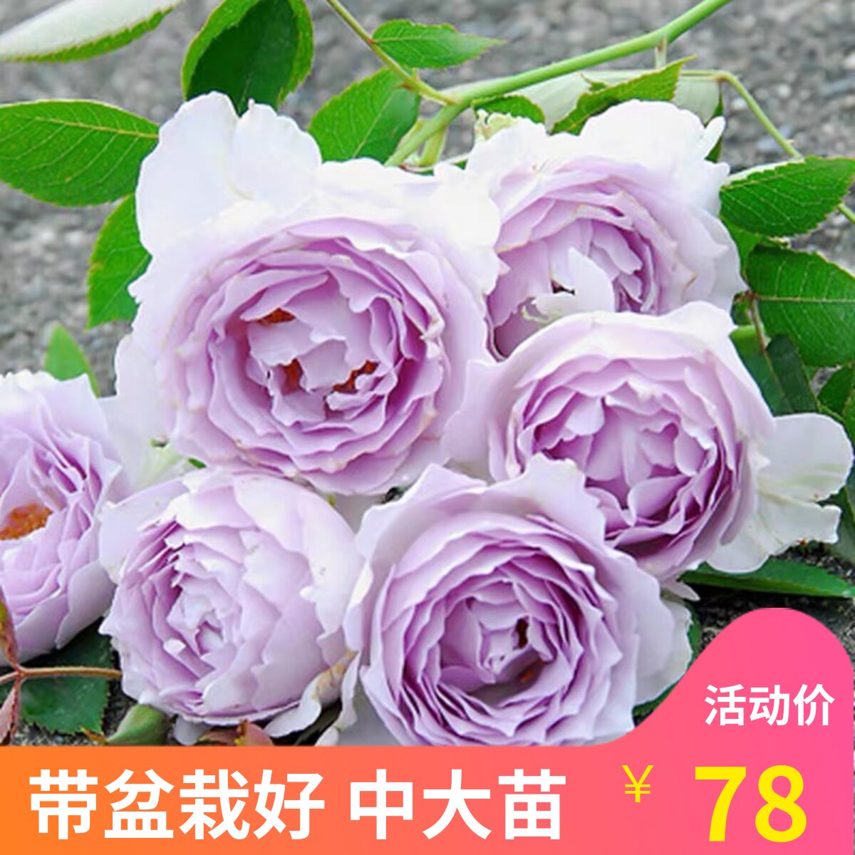 多季开花盆栽月季盆栽植物