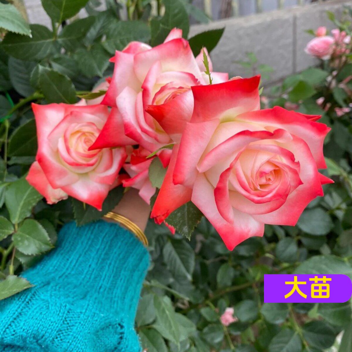 维特园艺多季开花多年生好养月季