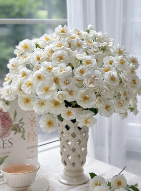 白帆之冬白色藤本月季无刺强健抗病花量大庭院花园植物