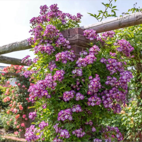 蓝蔓藤本多季花蔷薇月季花苗