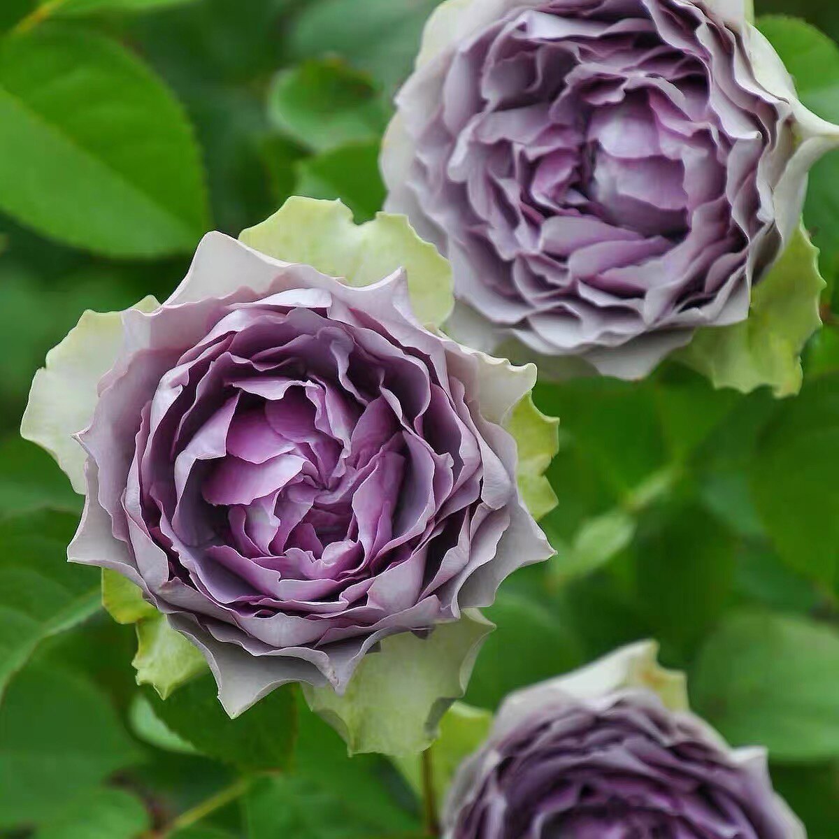 河本新品首饰盒灌木花园月季花苗
