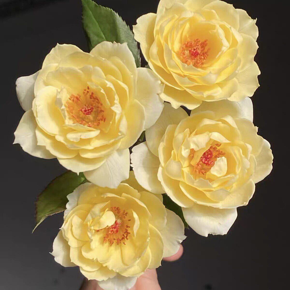 新品 塔沃莱姆 月季花苗 重瓣灌木多头勤花丰花月季 阳台庭院盆栽