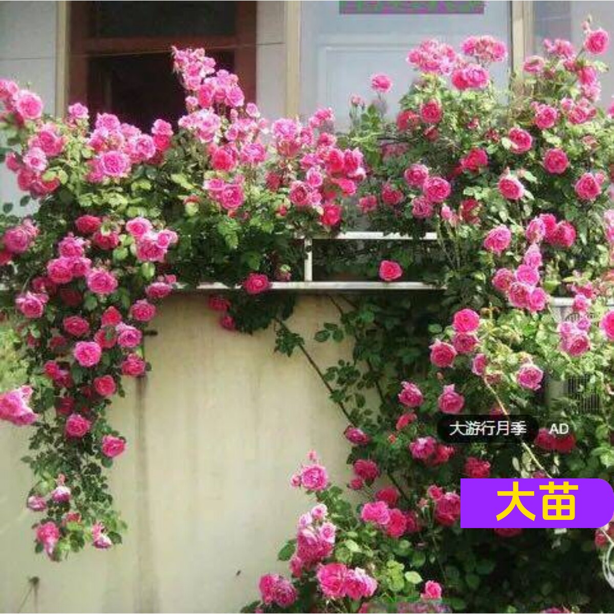月季多季花生长快维特园艺大游行