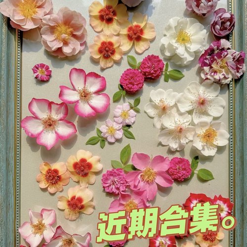单瓣眼睛月季苗四季勤花耐热好种
