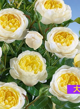 柠檬雪酪藤本月季黄色大花爬藤快多季开花抗病易养庭院拱门均可