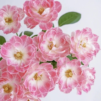 日本进口蔷薇花梨月季