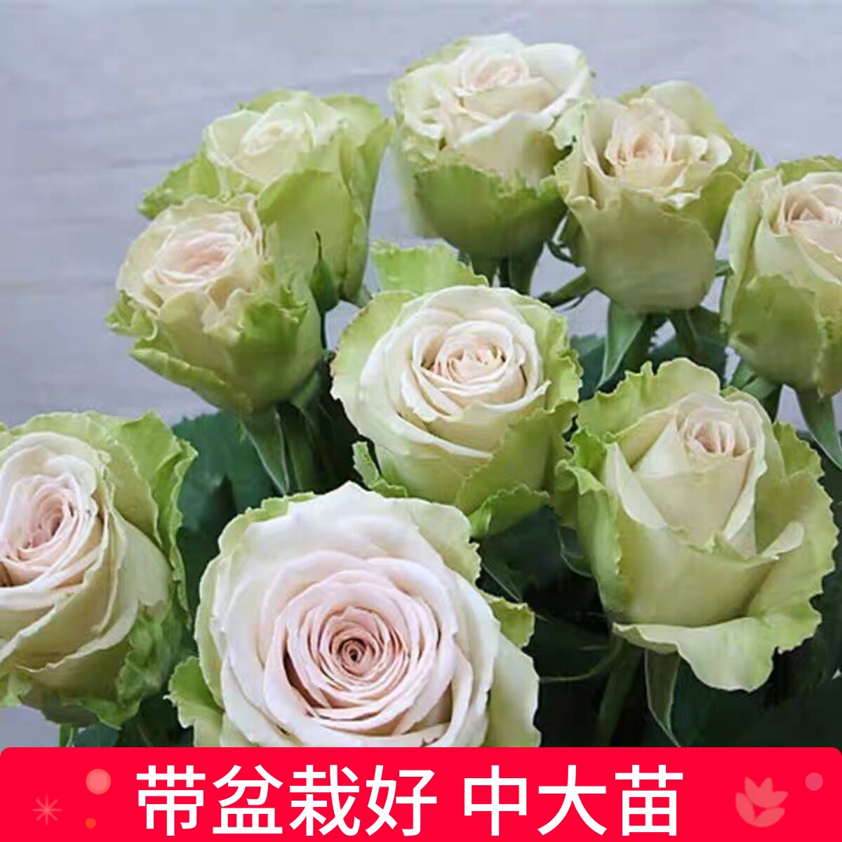 多季多年生好种植月季盆栽