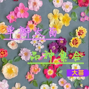 单瓣大苗合集杰奎琳漂亮吻一见钟情婚纱卖花姑娘姗姗而来月季 玫瑰