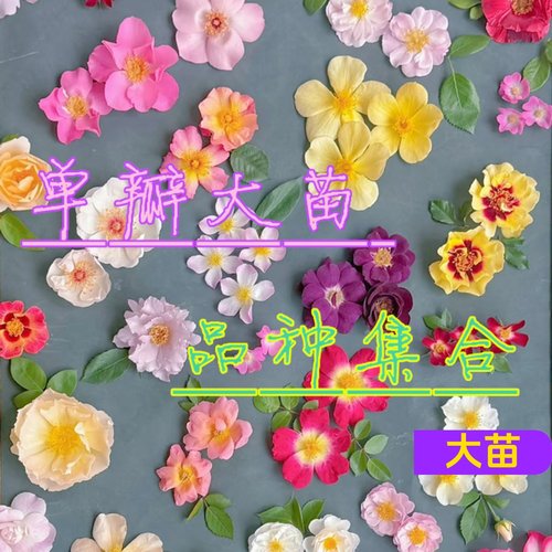单瓣月季眼睛月季玫瑰花盆栽