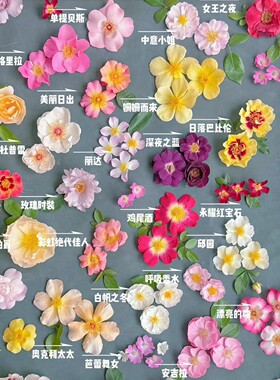 卖花女杰奎琳冰山福尔摩斯单瓣眼睛月季苗四季勤花耐热抗病低维护