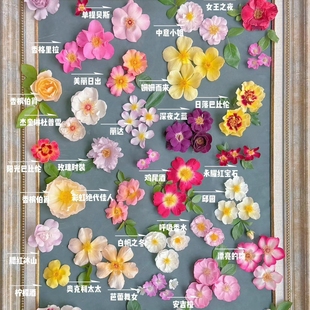 卖花女杰奎琳冰山福尔摩斯单瓣眼睛月季 勤花耐热抗病低维护 苗四季