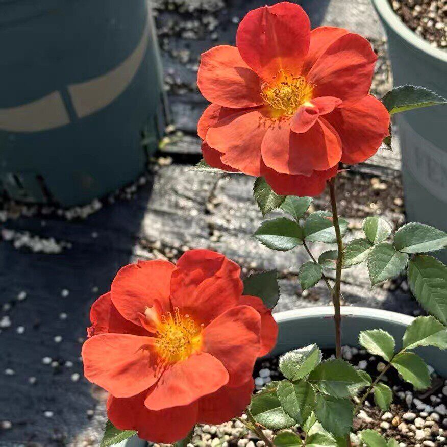 新品单瓣咖啡师月季花长势快勤花耐热阳台盆栽庭院种植玫瑰