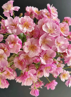 薰衣草梅迪兰ADR认证 单瓣月季扦插苗阳台庭院盆栽玫瑰花