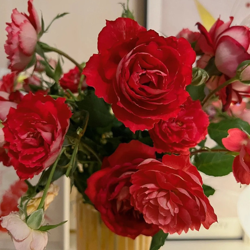 维特园艺多季开花多年生好养月季