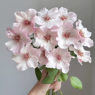 单提贝斯/俏丽贝丝 月季 小苗（灌木 淡香）耐热 单瓣