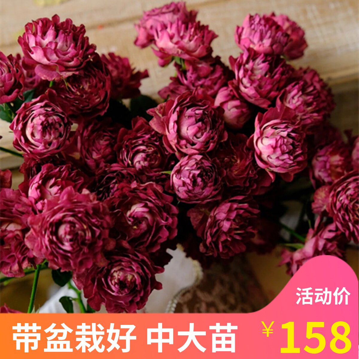 多季多年生好种植月季庭院