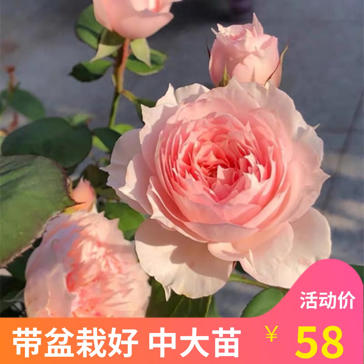 莫妮卡戴维法国包子丰花月季