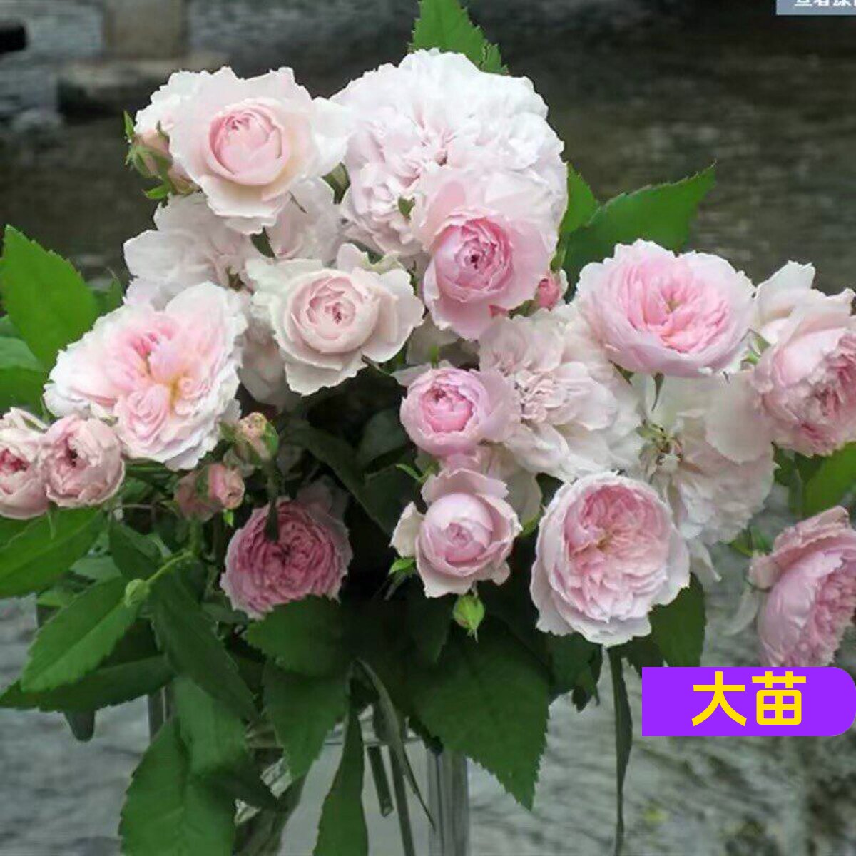 花间小路微型丰花月季苗清香
