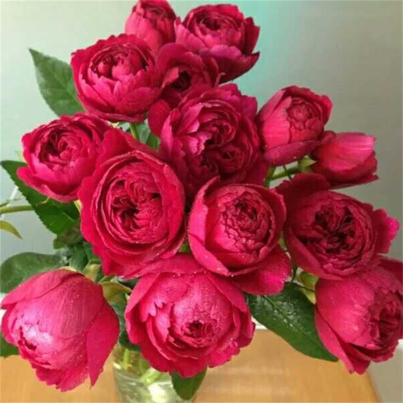 维特园艺多季开花多年生好养月季