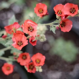 进口新品 银叶小木槿银河之星 多年生耐热耐寒多季开花盆栽植物苗