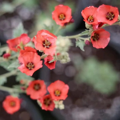 银叶小木槿银河之星多季开花