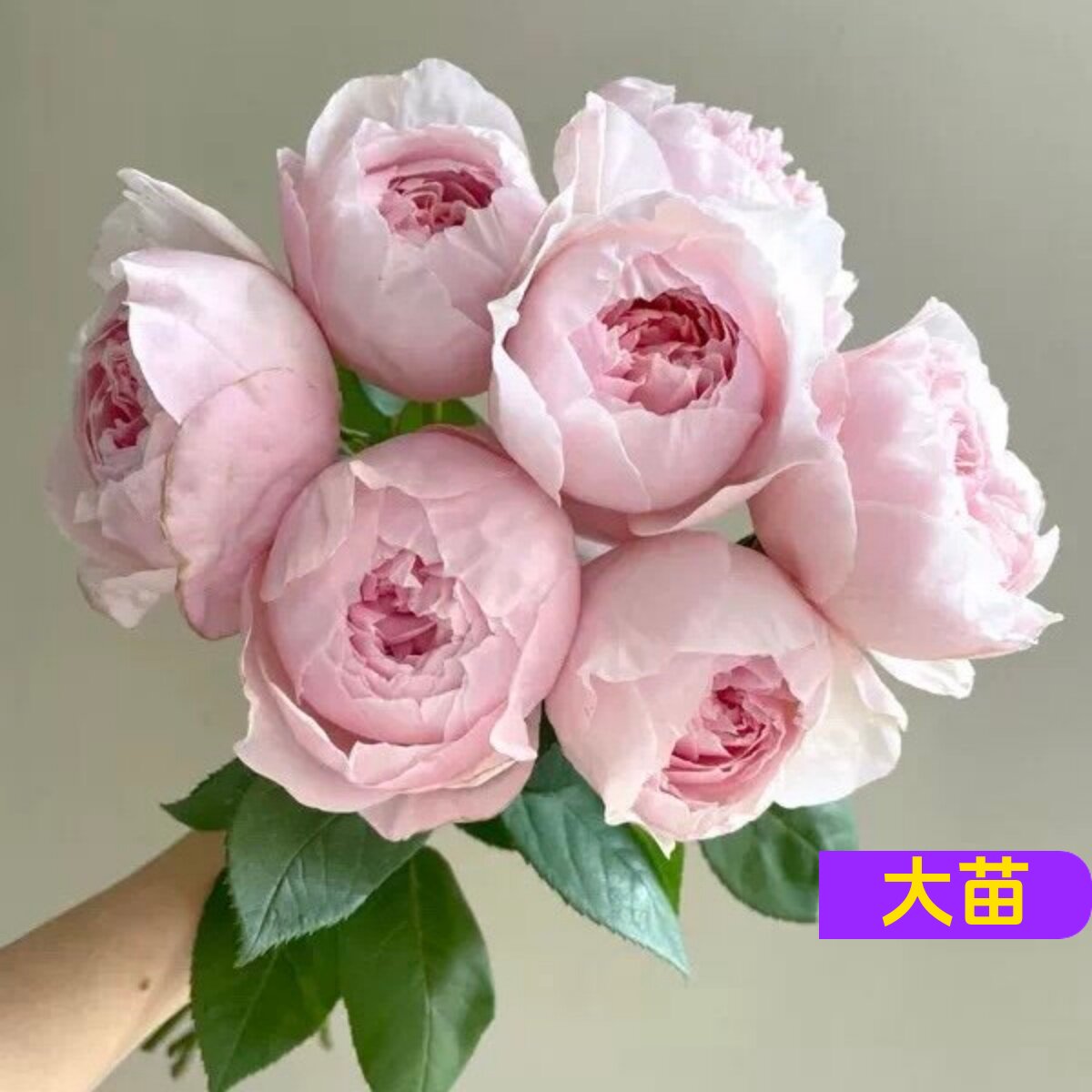 芍药粉重瓣包子型浓香月季苗