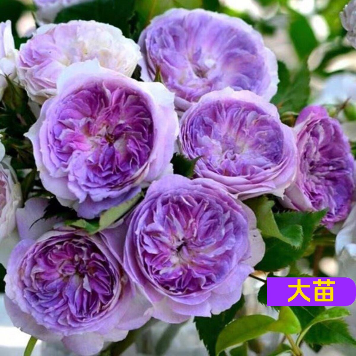 维特园艺多季开花多年生好养月季