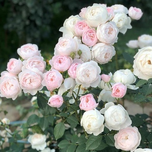 黛丝德蒙娜月季花苗多季开花勤花丰花浓香阳台盆栽庭院灌木玫瑰花