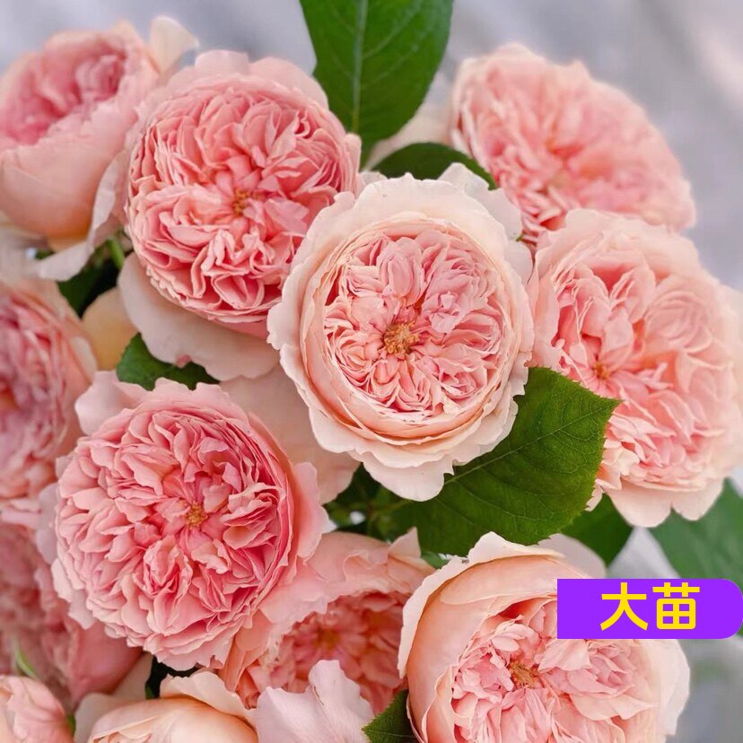 维特园艺多季开花多年生好养月季