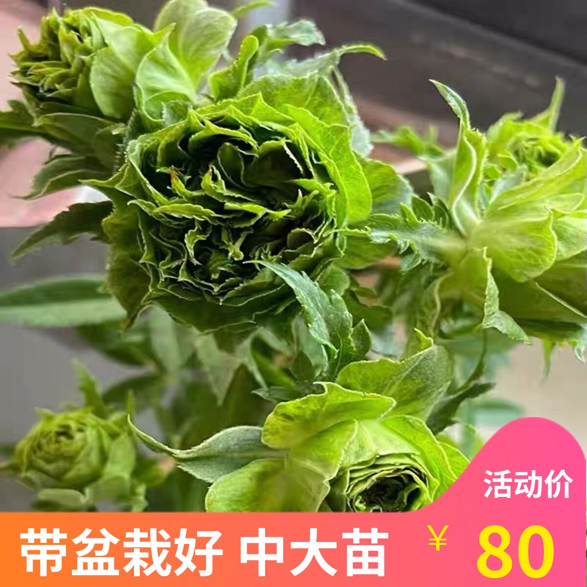 多季多年生好种植月季盆栽